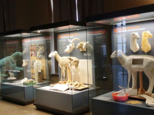Muzeum Historii Naturalnej